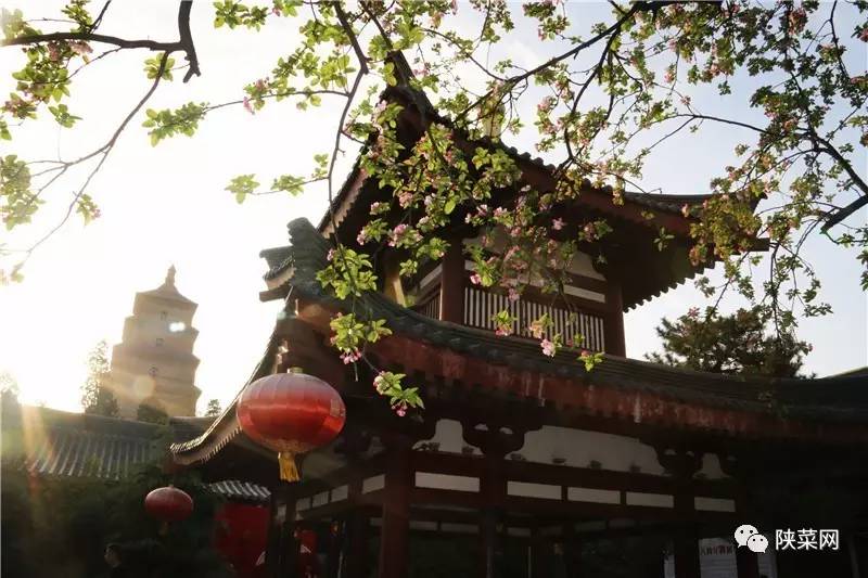 大唐天下最新资讯概览