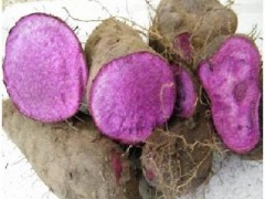 紫山药最新价格动态,变化中的学习成就自信与骄傲