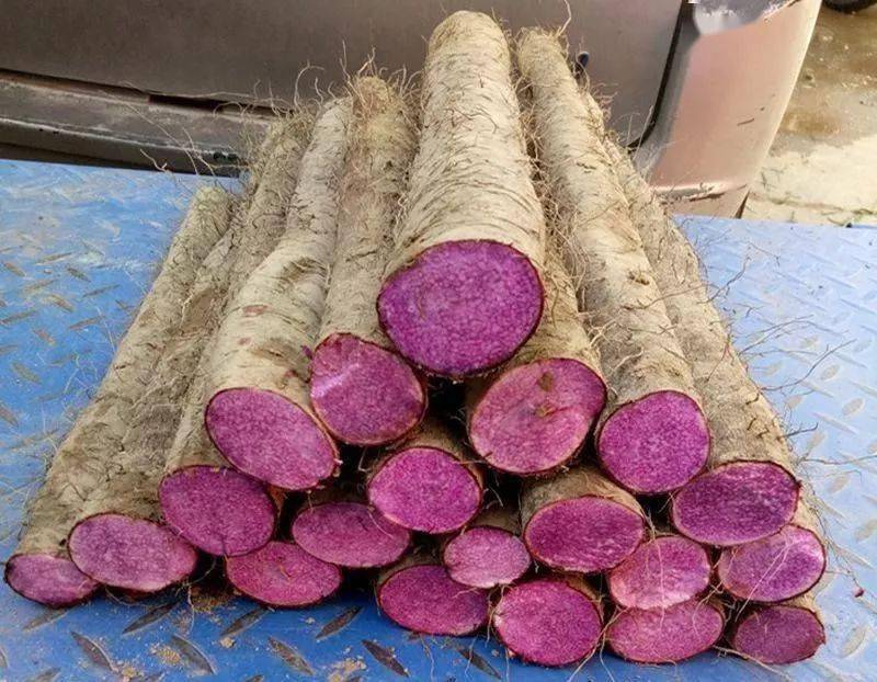 紫山药最新价格动态,变化中的学习成就自信与骄傲