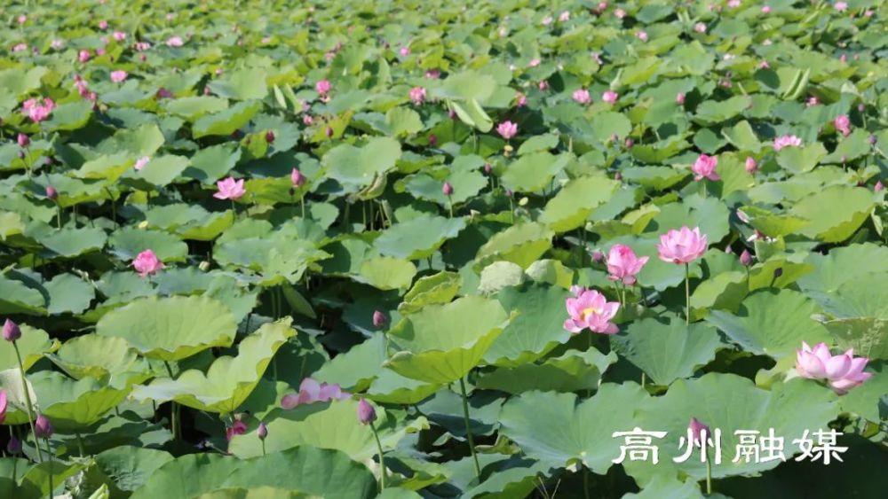 高州荷花杀人案最新进展,科技新品重塑现实,探秘未来生活新纪元