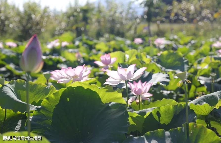 高州荷花杀人案最新进展,科技新品重塑现实,探秘未来生活新纪元