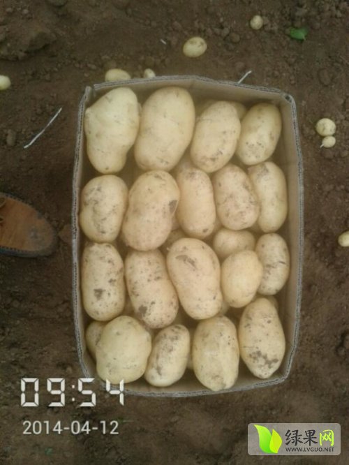 安丘土豆最新价格,科技重塑农业,感受未来种植魅力