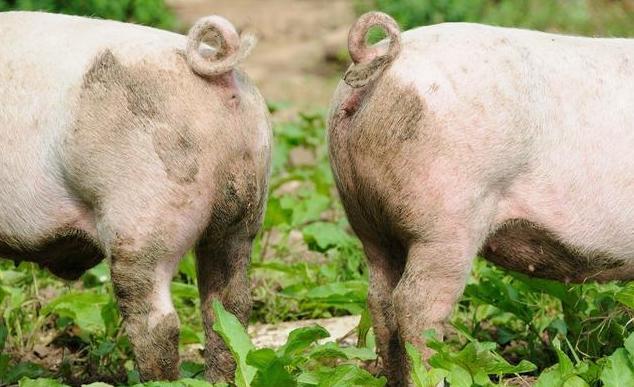 最新拐点时间,家庭奇遇的温馨启程