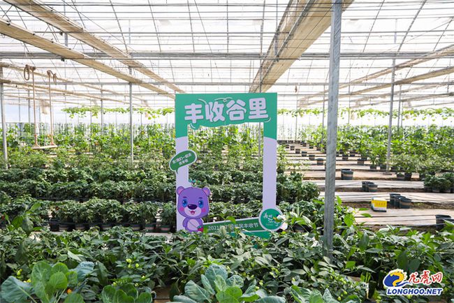 南京最新蔬菜,时代味道与文化脉络的融合