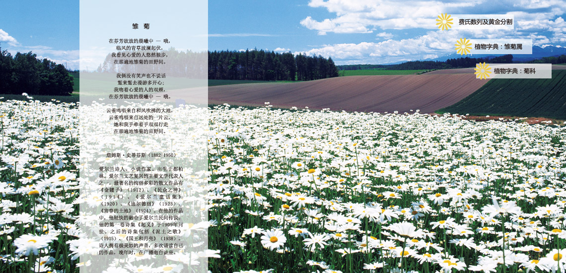 雏菊机构最新揭秘,小巷中的特色小店,隐藏宝藏大揭秘!