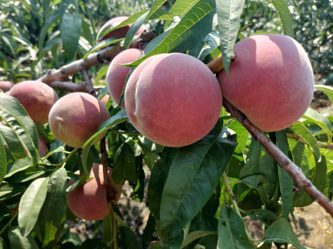 小蜜桃最新魅力探索,独特之处一网打尽