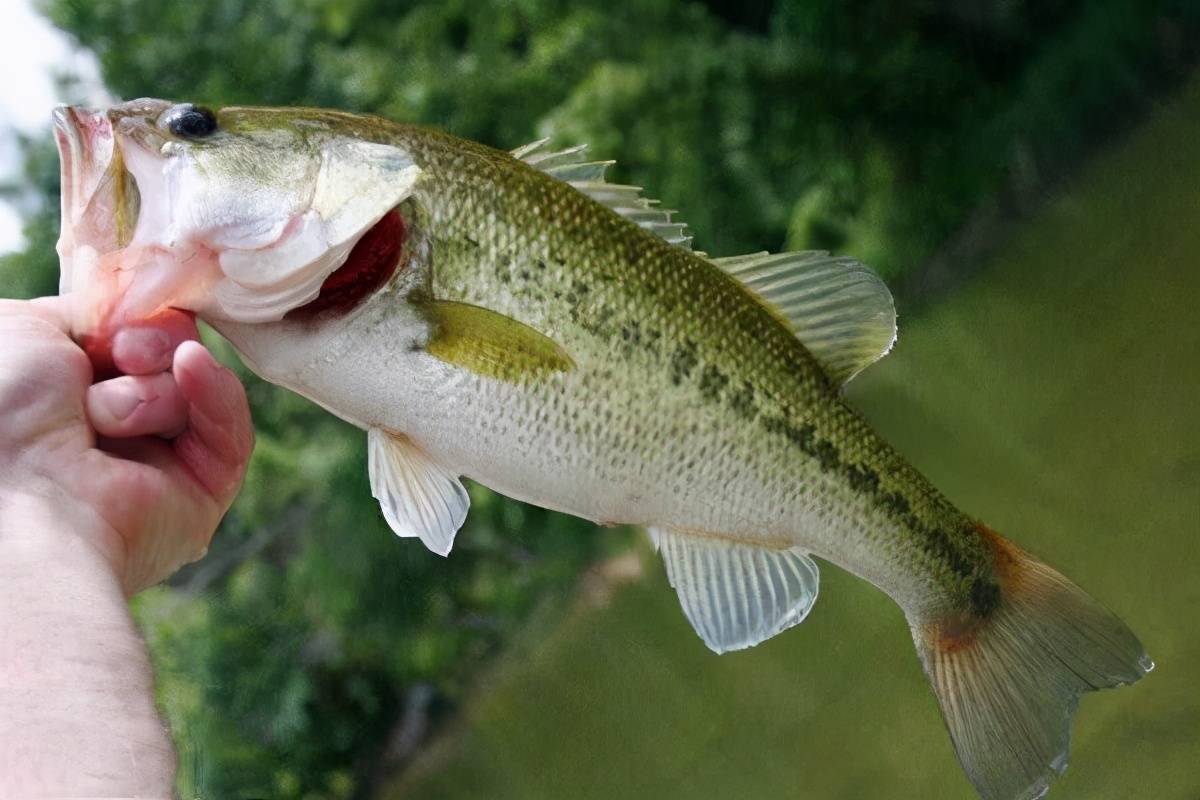 鲈鱼跃升与人生励志故事,最新价格背后的故事启示