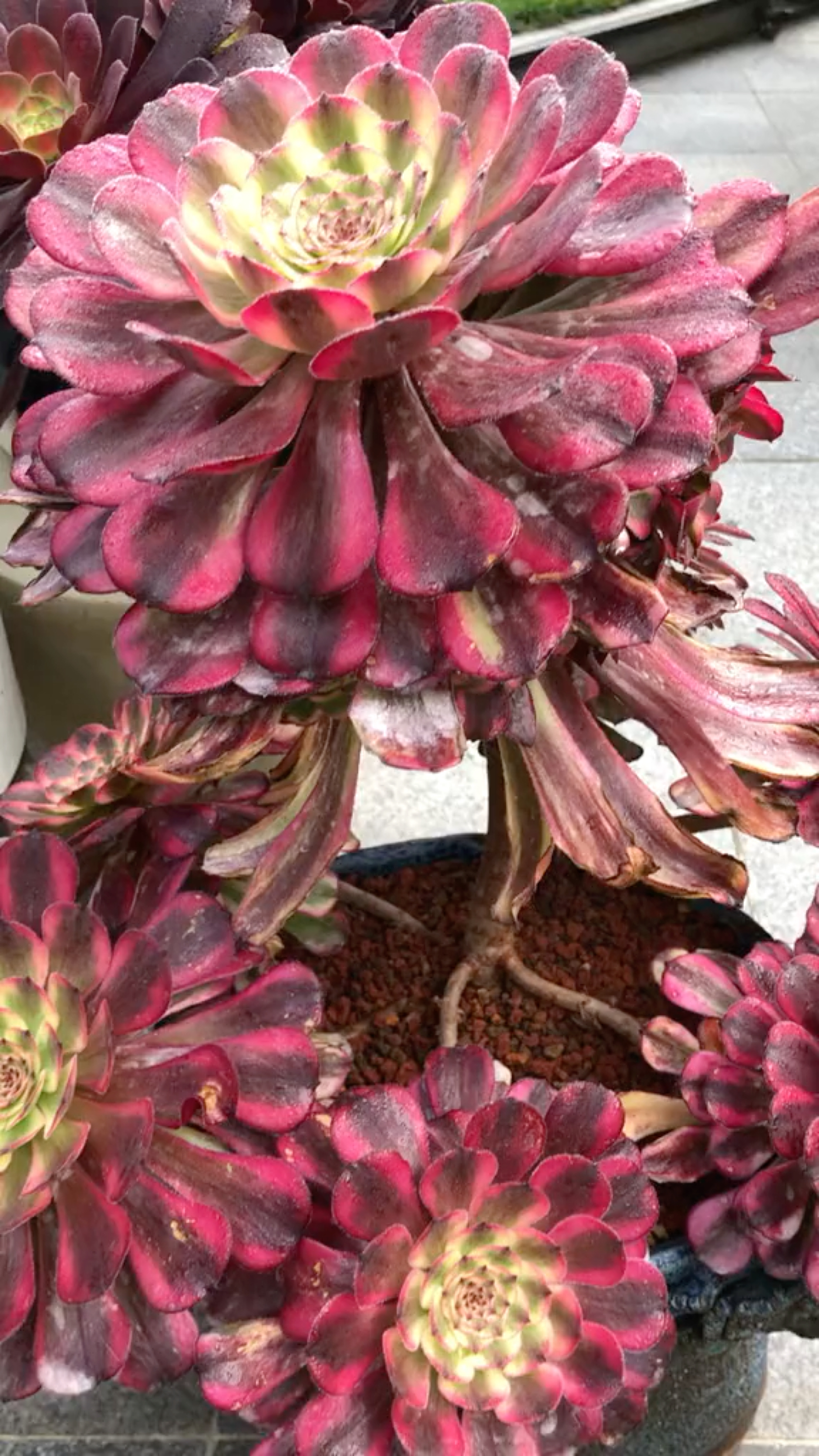 探索魔法世界的奇幻之旅,法师最新视频全解析