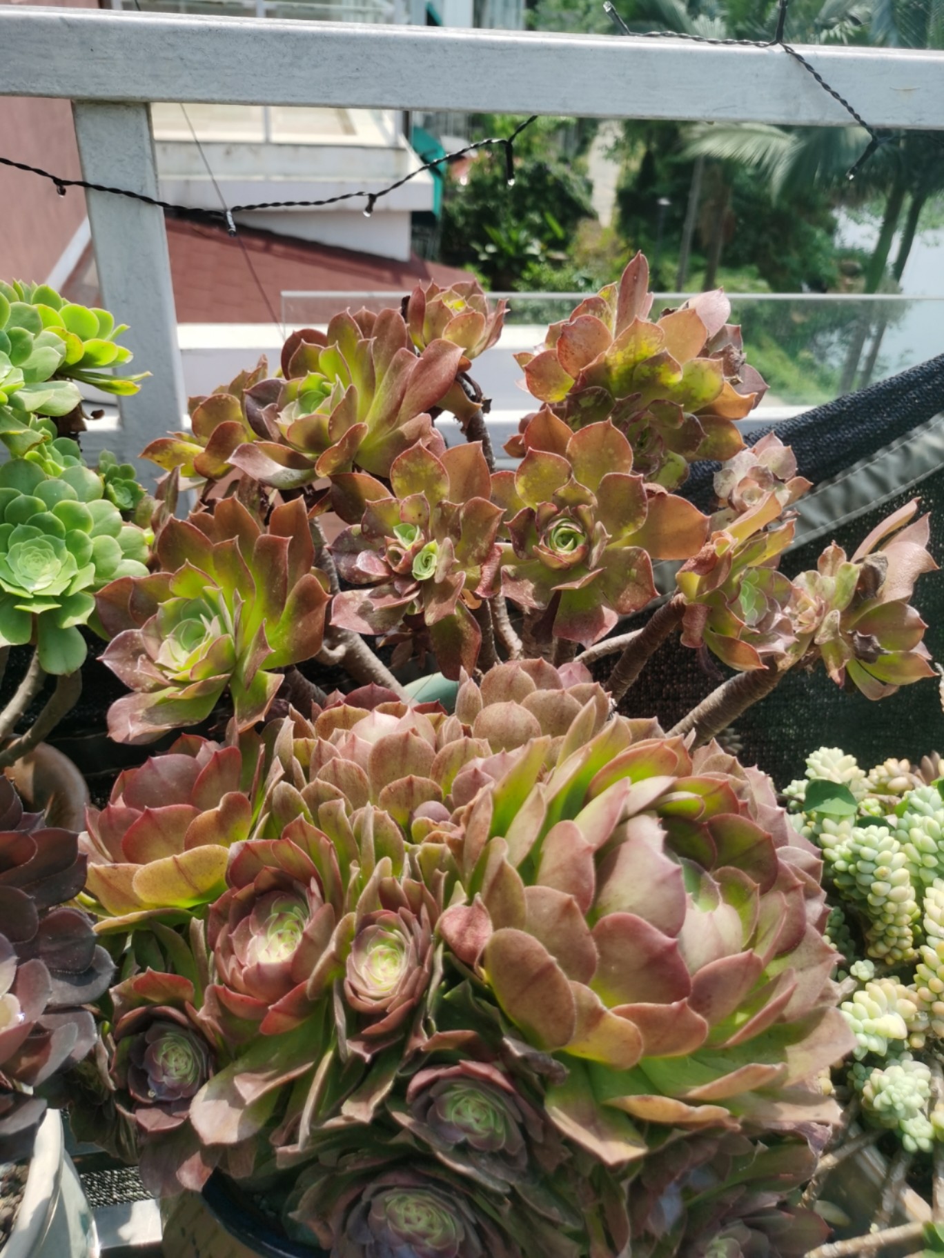 探索魔法世界的奇幻之旅,法师最新视频全解析