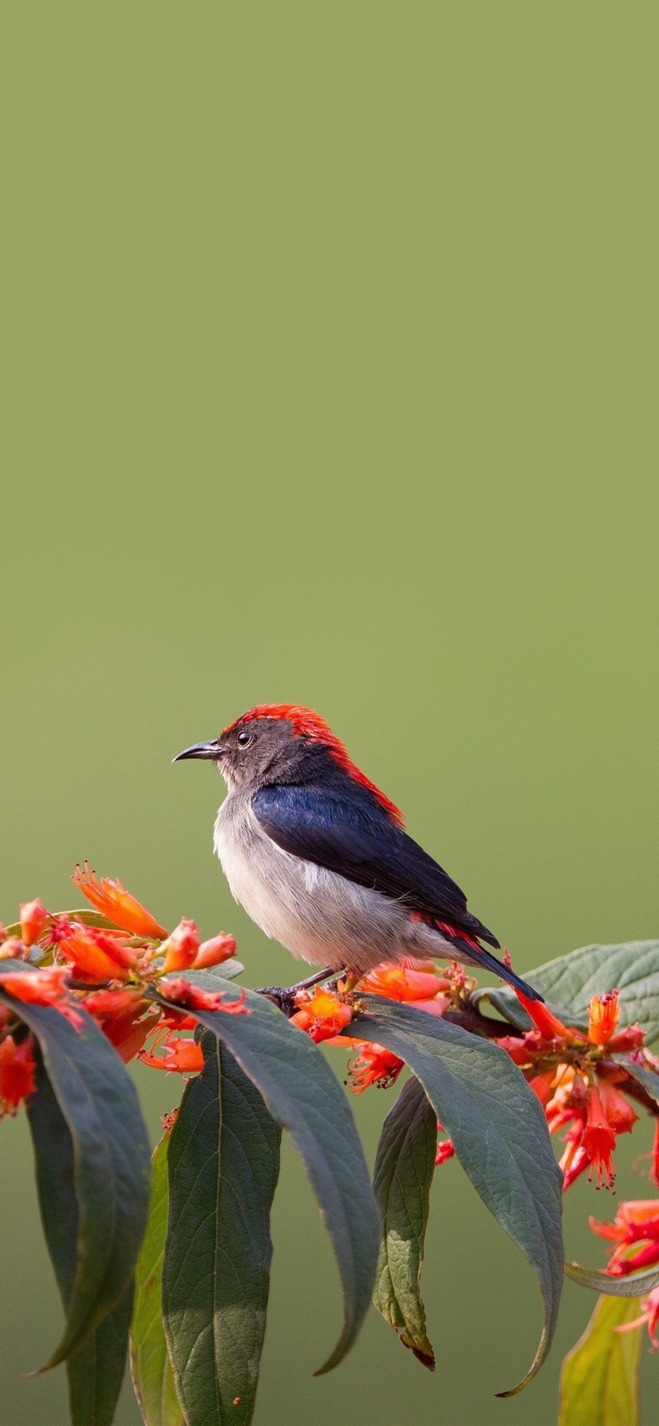 最新鸟壁纸,家的温馨与友情的翅膀展现