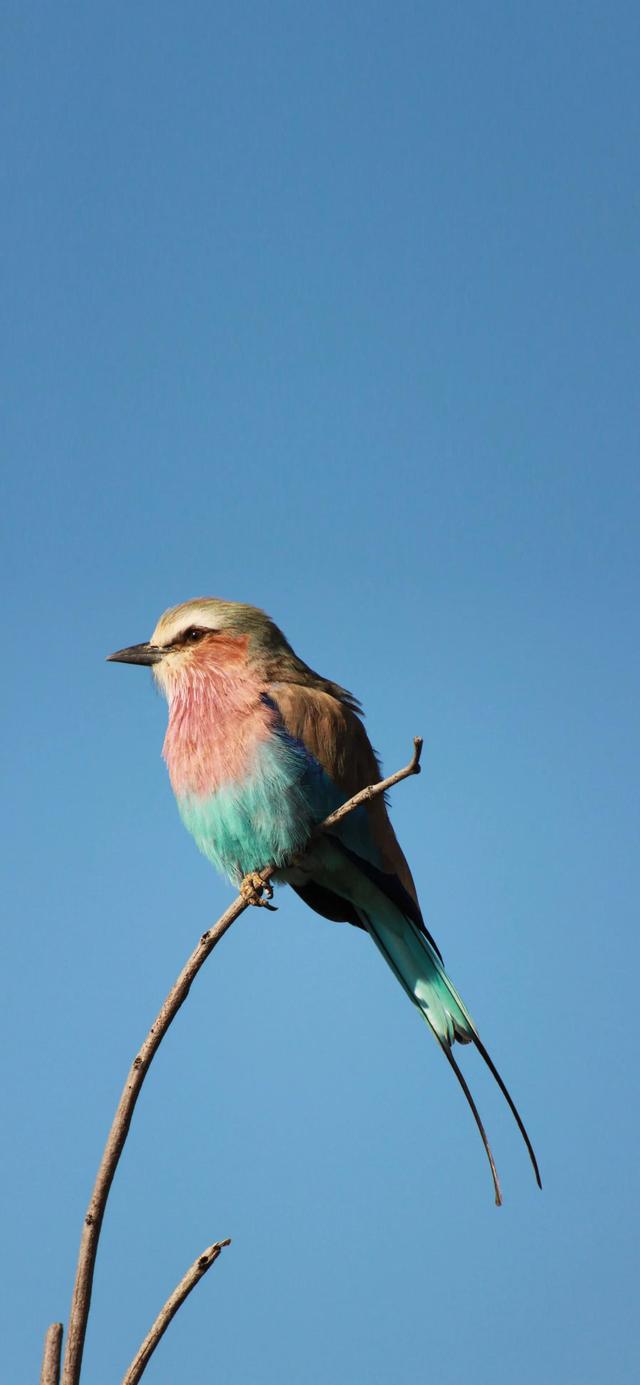 最新鸟壁纸,家的温馨与友情的翅膀展现