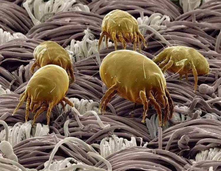 炎炎夏日蚊子大军来袭,最新蚊子报道与应对策略!