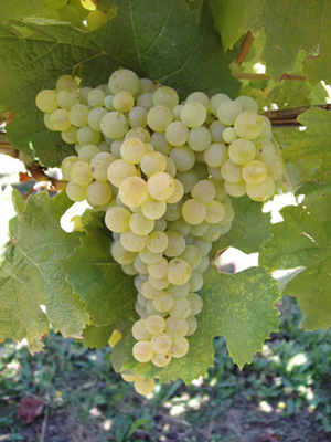 卡拉多最新系列引领时尚潮流新高度!