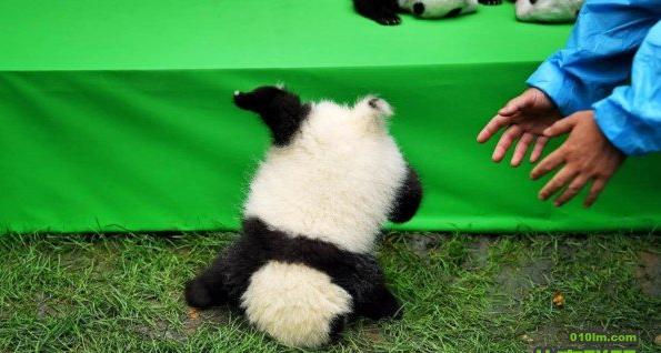 熊猫宝宝最新视频与小巷深处的特色小店探秘之旅