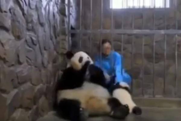 熊猫宝宝最新视频与小巷深处的特色小店探秘之旅