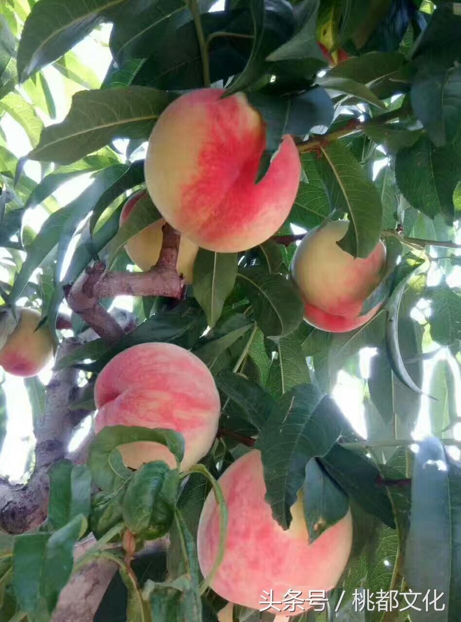 南北蜜桃名场面更新揭秘,最新精彩瞬间回顾