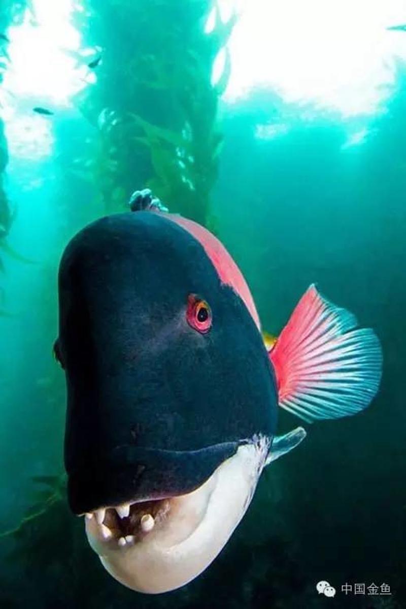 奇葩鱼最新网站,入门指南与操作教程全解析