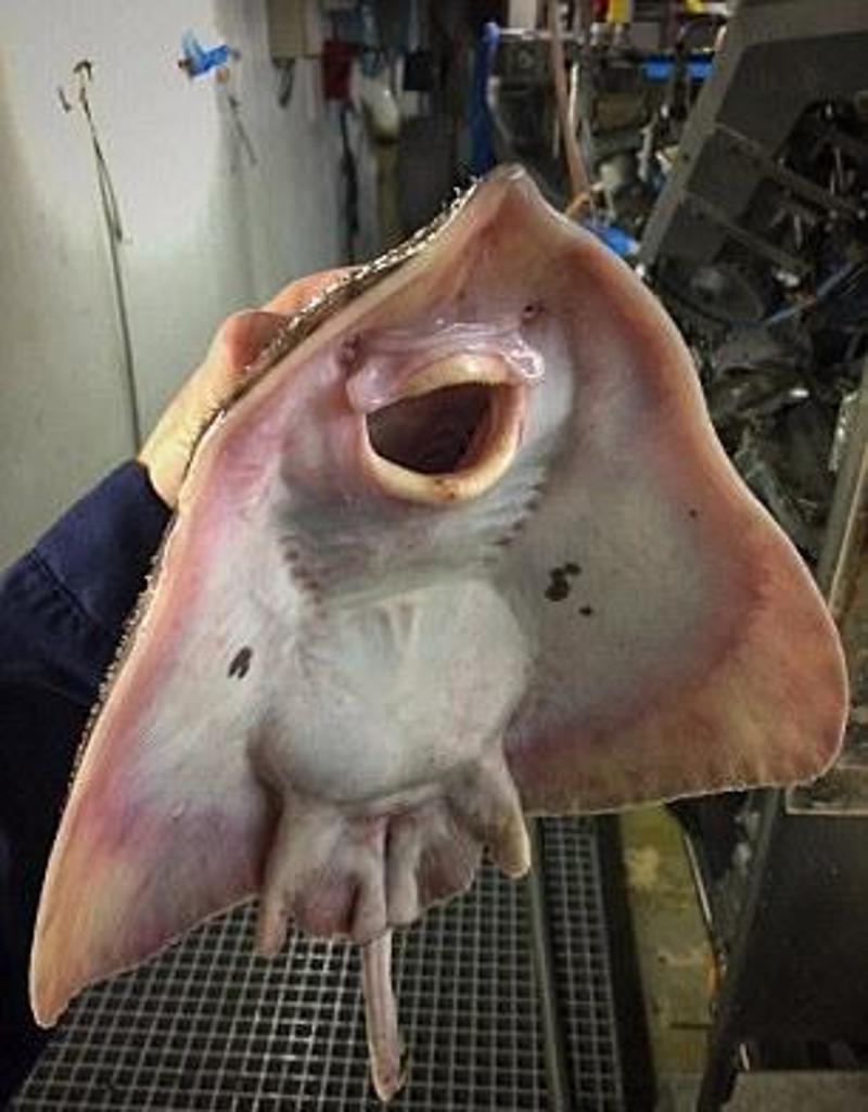 奇葩鱼最新网站,入门指南与操作教程全解析