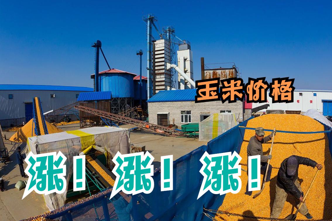 今日大猪价分析与自然美景探索的双重旅程,寻找内心平静与冒险之旅的交织