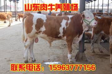 小牛犊的价格揭秘，巷弄深处的神秘宝藏之旅