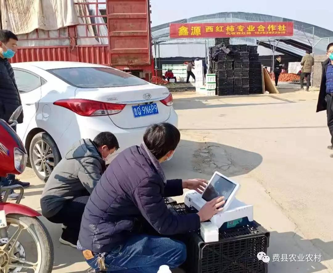 费县西葫芦市场价格波动背后的机遇与自我超越之路