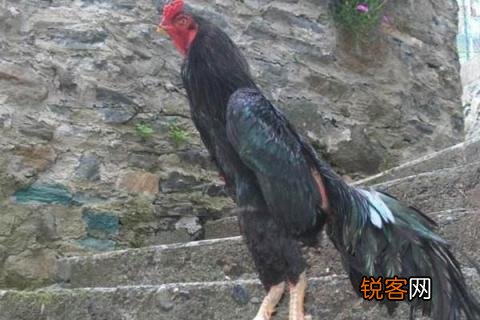 小苏斗鸡专业教程视频详解，深度解析与观点阐述
