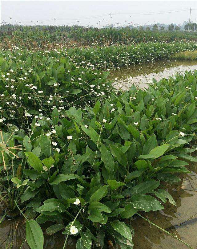 泽泻最新动态，研究、应用与市场的关注焦点全解析