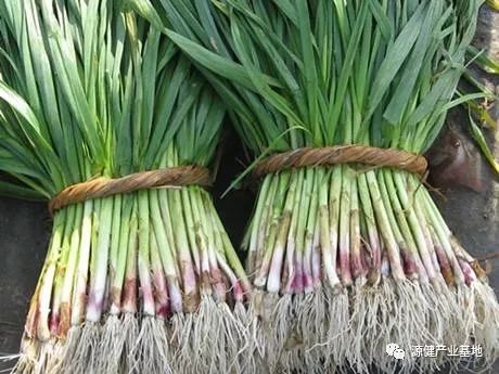 2024蒜苔最新价格指南，获取与了解蒜苔价格的途径