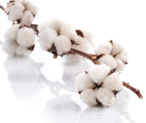 🌟长绒棉最新价格动态🌟