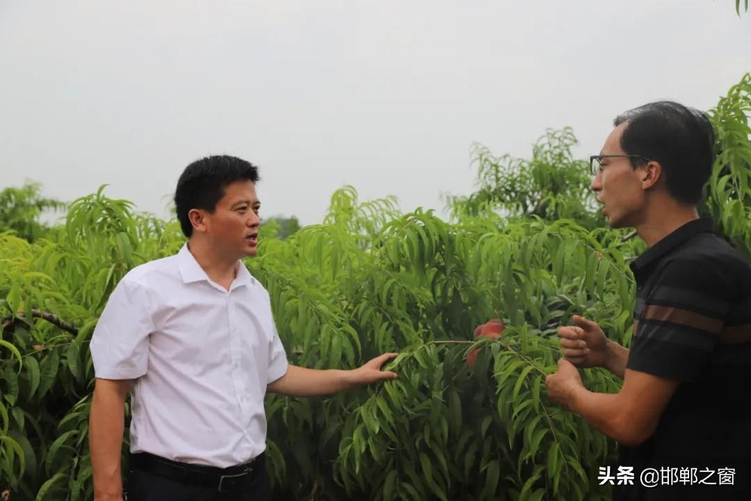 魏县桃子最新价格探秘，小巷深处的甜蜜果实