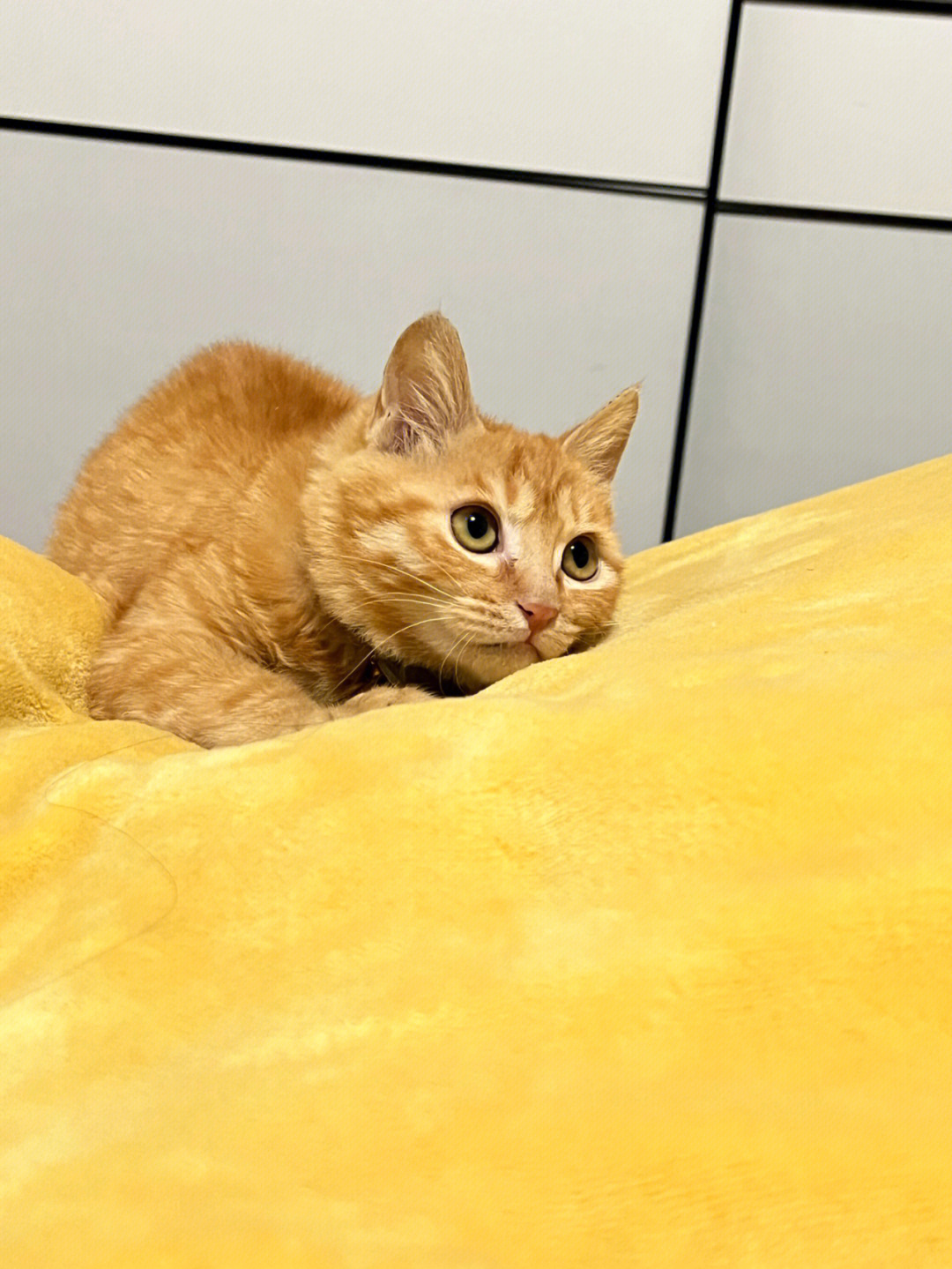 最新橘猫，科普、观察与养宠的全方位指南